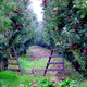 Illustration for article titled Indiana heist is iThe Thomas Crown Affair/i but with 50,000 apples
